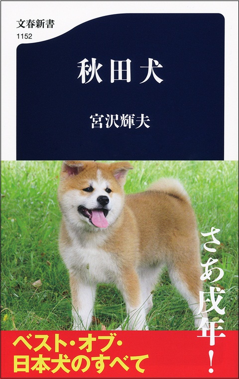 秋田犬